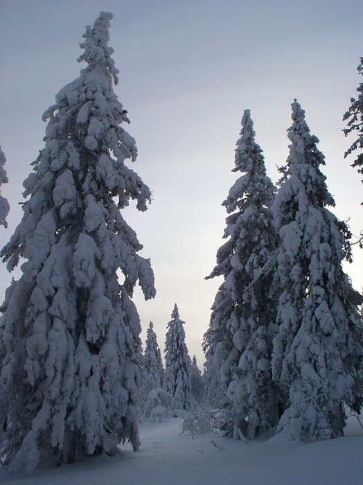 Лесные великаны