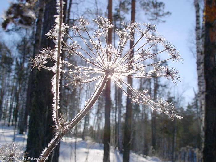 Соломенное Солнце